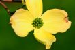 Spring Flower