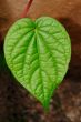 Leaf Macro