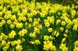 Dafodils