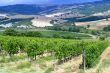 Vineyards of Montalcino (Tuscany)