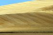 Crete senesi, characteristic landscape in Val d`Orcia