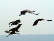 Migrating birds over nature lake at spring and autumn