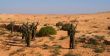 Israeli soldiers excersice in a desert