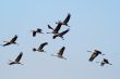 Migrating birds over nature lake at spring and autumn