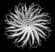 alien organism