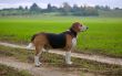 An adult beagle dog in the countryside