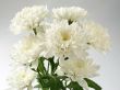 chrysanthemums