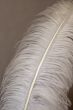 Feather.