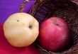 apples