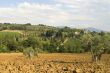 Landscape near Sant`Antimo, in Tuscany