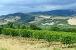 Vineyards of Montalcino (Tuscany)