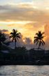 Palm on sunset