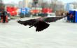 A flighting crow