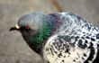 A pigeon