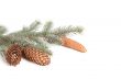 Branch of fir tree and cones.