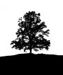 black and white tree