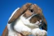 Cute rabbit