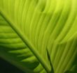 Green leaf