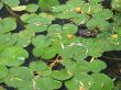 baby duck in a small pond