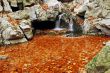 Sea Of Fallen Leaves