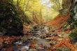 Autumn Scene
