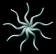 organism