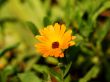 Orange Flower
