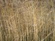 straw