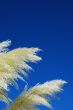 Straw Bush