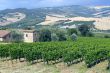 Vineyards of Montalcino (Tuscany)