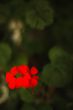 Red Flowers