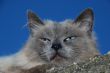 cat portrait