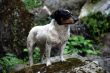 Wet Dog