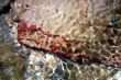 Red Spotted Rock Under Water