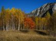 Autumn scene