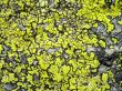 green moss texture