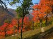 Autumn Scene