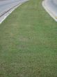 grass path background