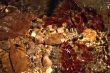 Underwater Composition
