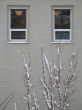 tree covered with snow in front of building