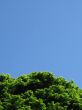 green tree against blue sky