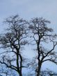 black tree against blue sky