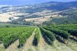 Vineyards of Montalcino (Tuscany)