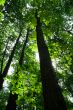 summer forest