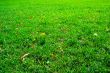Fresh green grass
