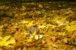 Maple leaves
