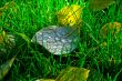 yellow leaf