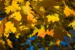 Maple leaves in golden fall