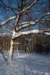 winter forest