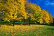yellow maples
